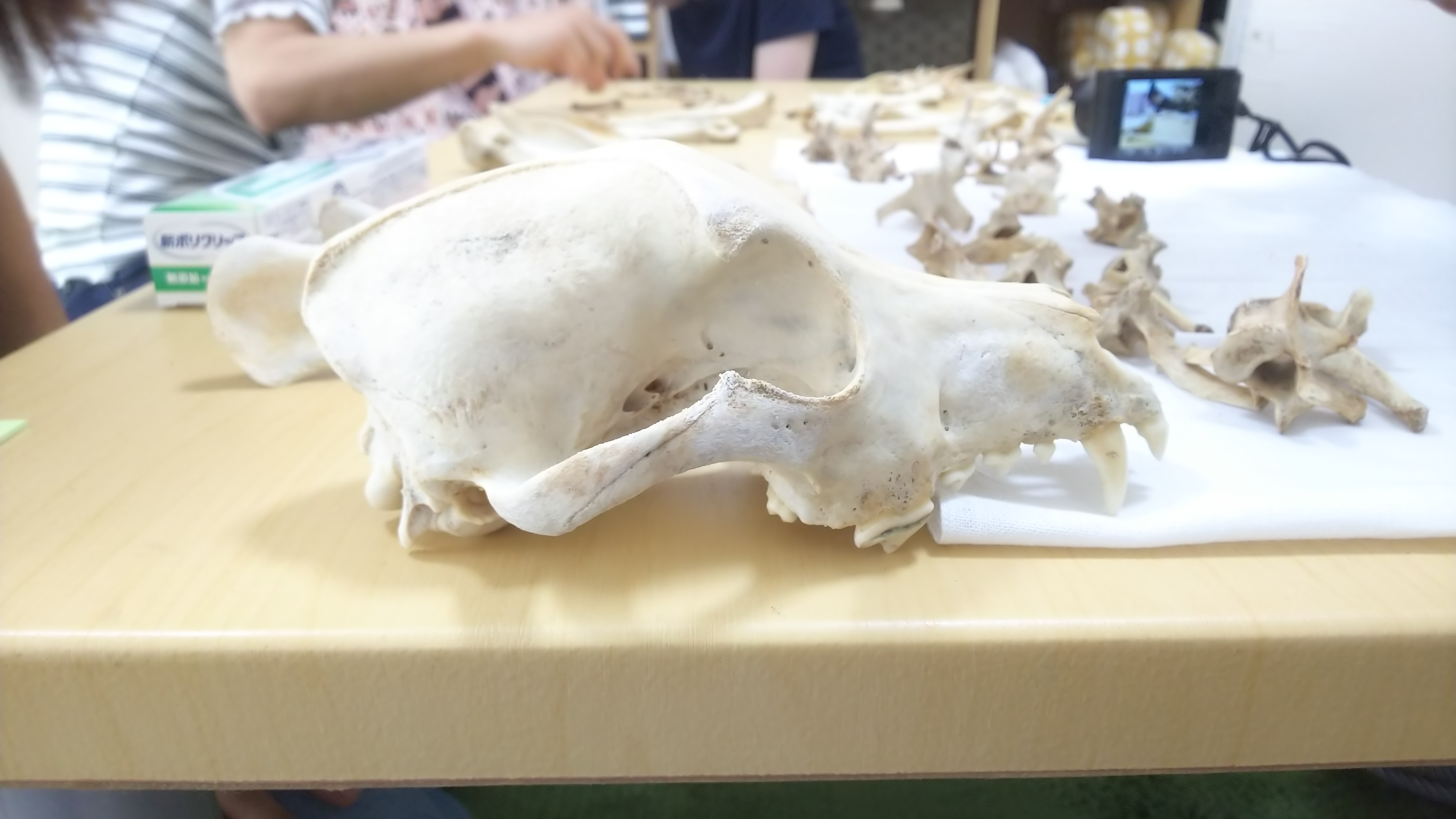 犬の骨格標本を作るお手伝いをさせていただき 色々考えさせられた話 藤沢駅徒歩８分 整体 ほっと